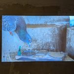 Lili Fox, Ratten der Lüfte, audiovisuelle Arbeit (4 min.), Foto: Magdalena Götz