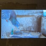 Lili Fox, Ratten der Lüfte, audiovisuelle Arbeit (4 min.), Foto: Magdalena Götz
