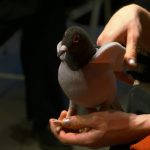 Flynn Ohland, Wie man(n) mir Kunst erklärte. Eine situierte Führung, Performance mit Audio und 4D-Effekten, Foto: Lili Fox